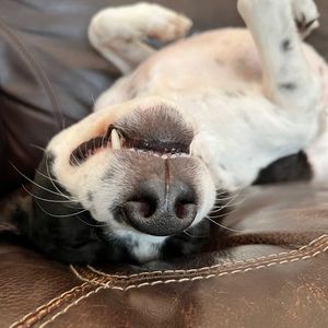 Meet your Posher, Clinton